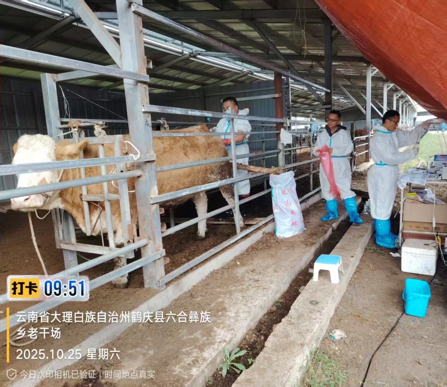 best365种畜技术研发中心赴大理鹤庆开展华西牛育种工作